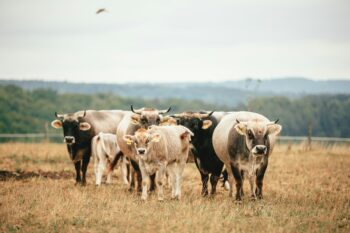 Cattle in Switzerland.
