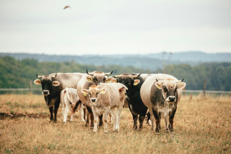 Cattle in Switzerland.