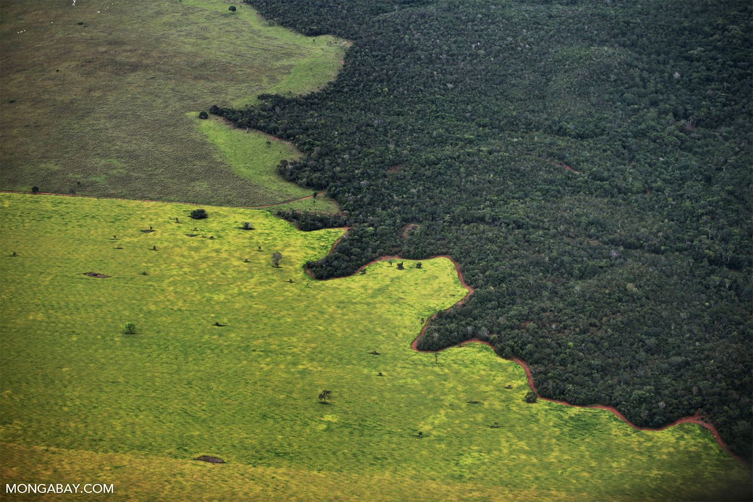 Amazon rainforest and cattle pasture in Brazil.