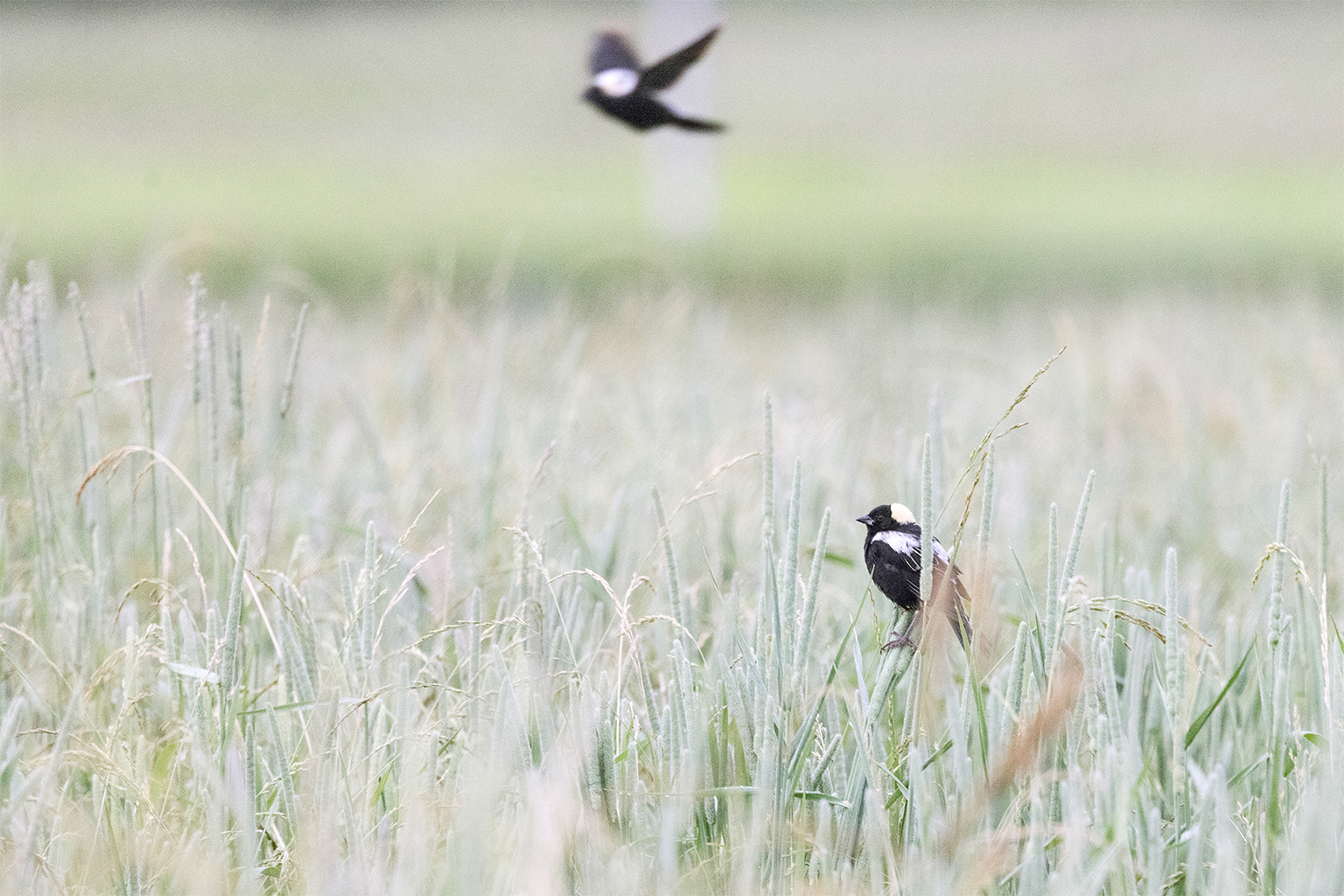 Bobolinks in a pasture on a farm enrolled in the Audubon Conservation Ranching program in Wisconsin.