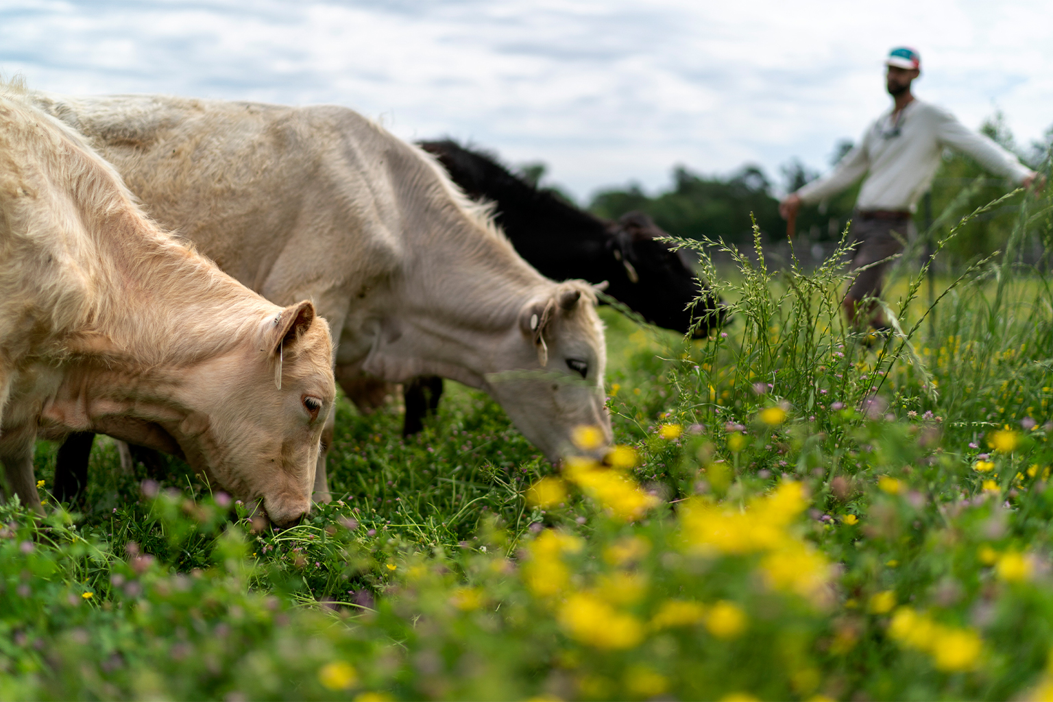 A regenerative ranch in Texas, U.S.
