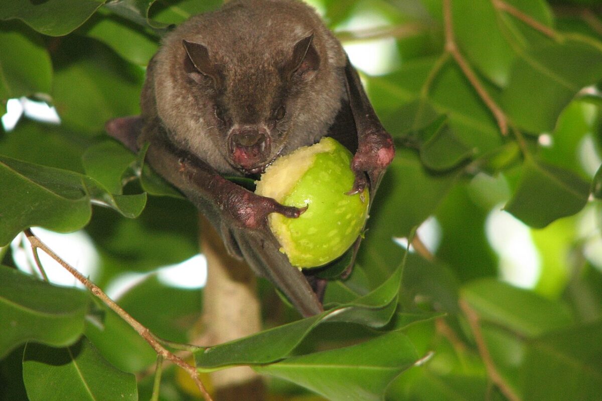 Seed-dispersing animals are in decline, impacting forests and the climate: Study