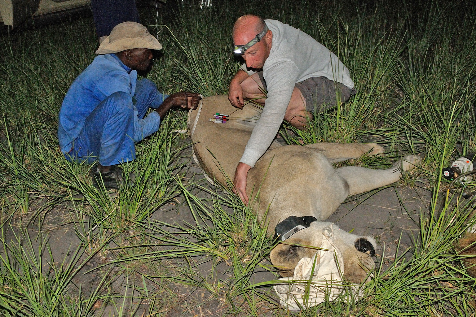 Interview with Claw Conservancy’s Andrew Stein 2 Andrew Stein attaches a satellite collar to a lion. The collars form an integral part of the real-time alerting system developed by Stein and his team at Claws Conservancy.