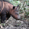 A baby Sumatran rhino in Lampung.