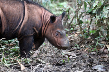A baby Sumatran rhino in Lampung.