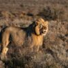 A lion in Western Cape, South Africa.