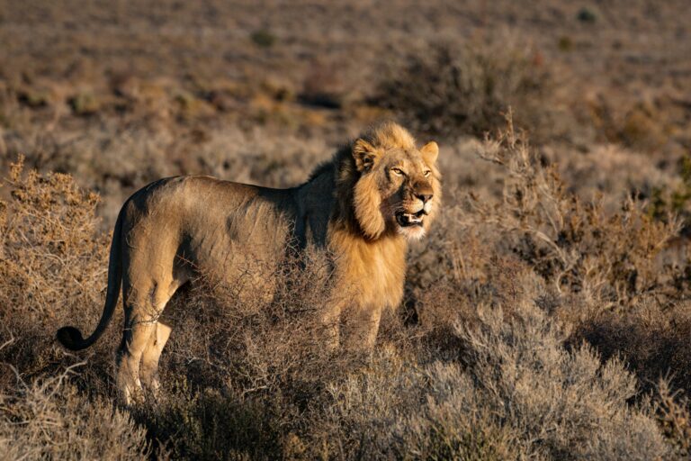 A lion in Western Cape, South Africa.
