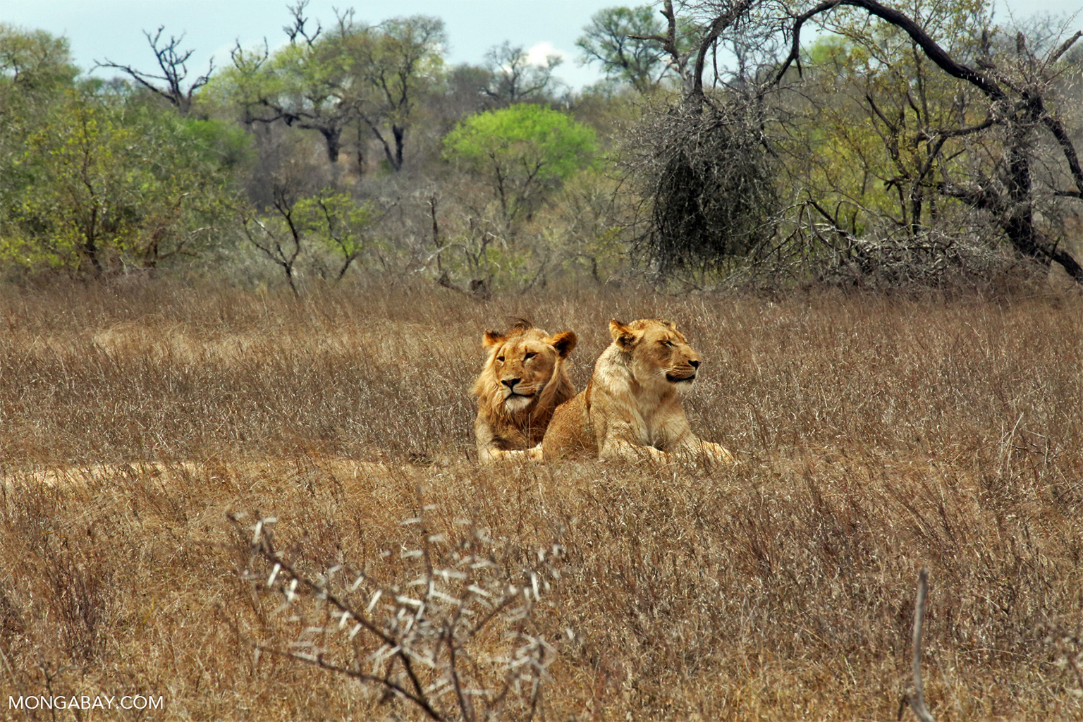 Interview with Claw Conservancy’s Andrew Stein 7 A pair of lions in Kruger National Park, South Africa.