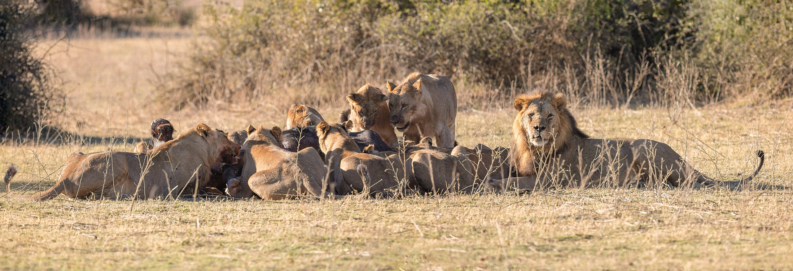 Interview with Claw Conservancy’s Andrew Stein 6 A pack of lions feeding on an African buffalo carcass in Chobe National Park, Botswana.