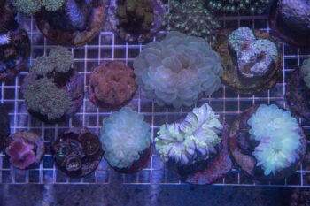 Confiscated corals now at New York Aquarium. Image courtesy of the Wildlife Conservation Society.