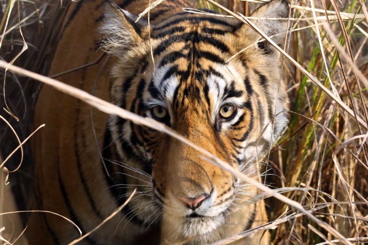 US proposes zero new protections for traded wildlife at upcoming CITES CoP