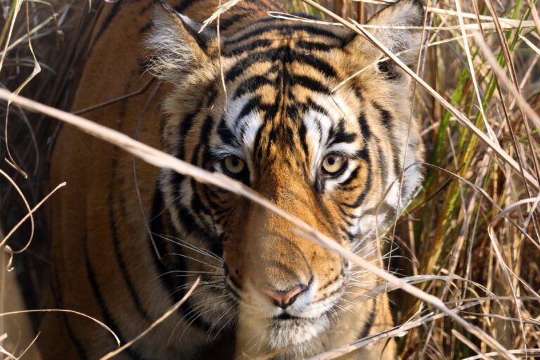 A female tiger. Tigers were among the first few species added to CITES Appendix I in 1975 to halt the illegal trade of tigers and their parts.
