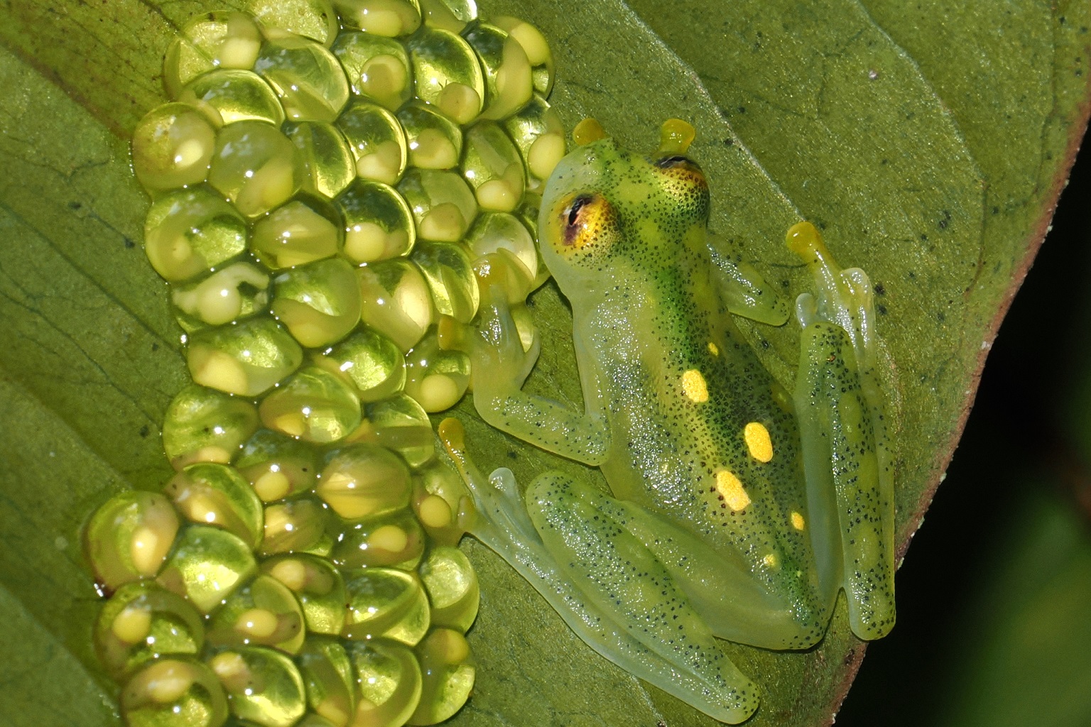 US proposes zero new protections for traded wildlife at upcoming CITES CoP 3 Atrato glass frog from Colombia. Glass frogs, native to Central America and Colombian rainforests, have transparent skin and are in demand as exotic pets in the U.S. In CoP 19, the U.S. co-sponsored a proposal with other range states to list all species of glass frogs on CITES Appendix II to regulate the trade so that wild populations are not depleted.