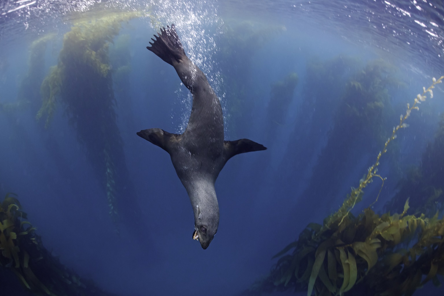US proposes zero new protections for traded wildlife at upcoming CITES CoP 8 Among the four U.S.-sponsored proposals are one that would lower protections from Appendix I to Appendix II for the Guadalupe fur seal, which was once driven to near extinction by commercial hunting along the coast of Mexico and the U.S.