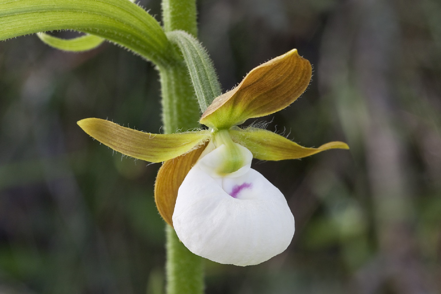 US proposes zero new protections for traded wildlife at upcoming CITES CoP 6 One of the tentative proposals that didn't make it to the CoP list is to transfer a native orchid in Western USA, called California lady's slippers, from Appendix II to Appendix I. All orchids are listed on CITES as they are heavily traded as ornamental plants.