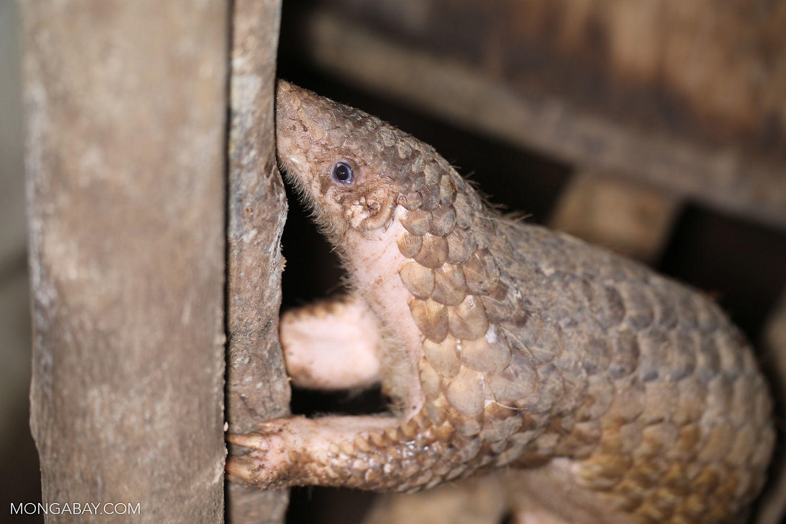 US proposes zero new protections for traded wildlife at upcoming CITES CoP 2 In 2016, the U.S. worked with several pangolin range states in Africa and Asia to co-sponsor proposals that would list all pangolin species on CITES Appendix I, banning their international commercial trade.