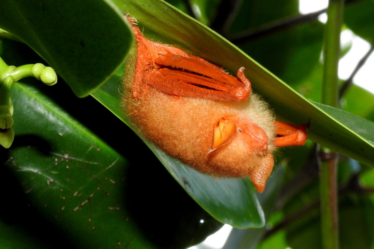 US proposes zero new protections for traded wildlife at upcoming CITES CoP 5 One of the nearly 250 tentative proposals under consideration by USFWS was the one to add the painted woolly bat to Appendix II. These brightly colored bats, native to South and Southeast Asia, are in demand in the U.S. as décor or trinkets, and their trade is found to be causing a decline in wild populations of the bats.