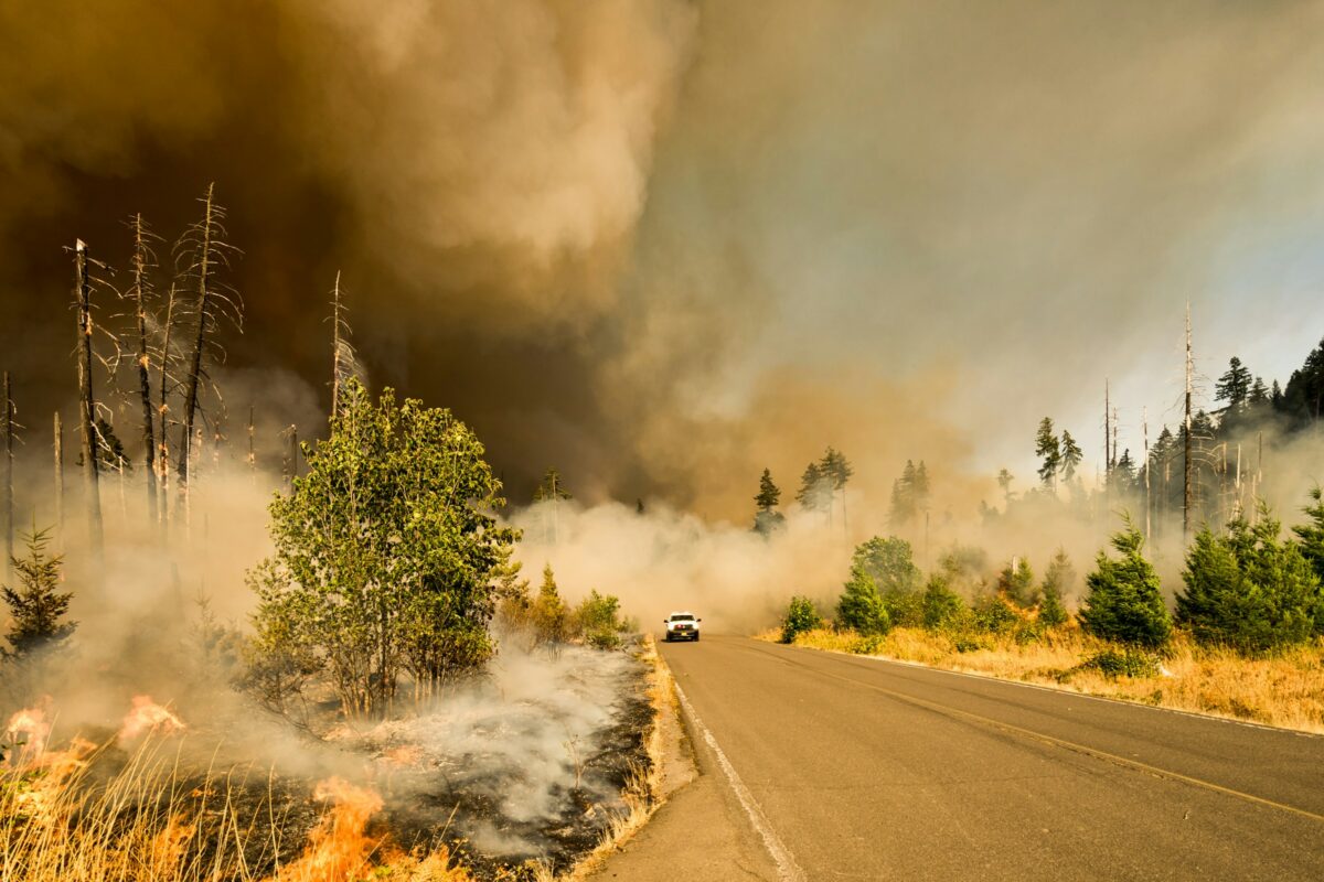 Old forests, new fires, and a scientific standoff over active management