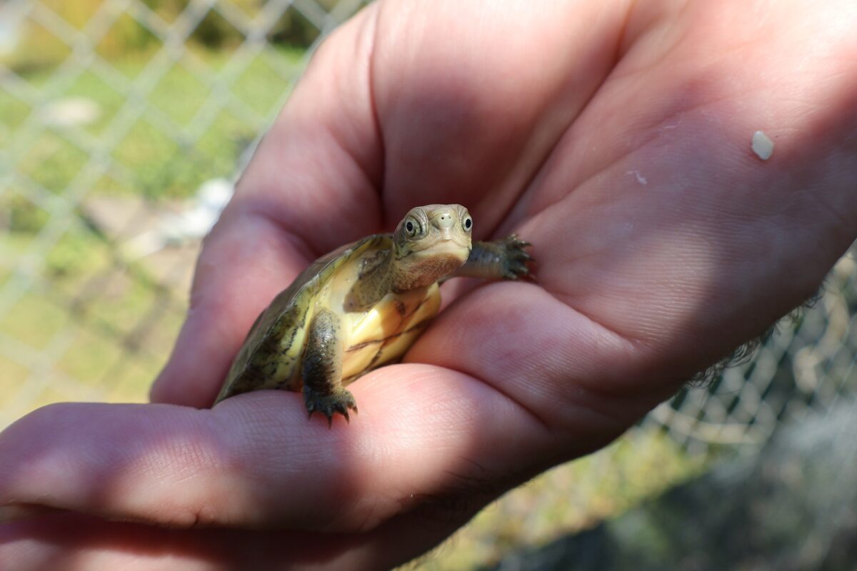New report warns 54% of turtles and tortoises are at risk of extinction