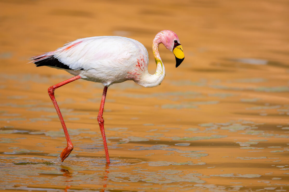 Green hydrogen development threatens wildlife in Chile
