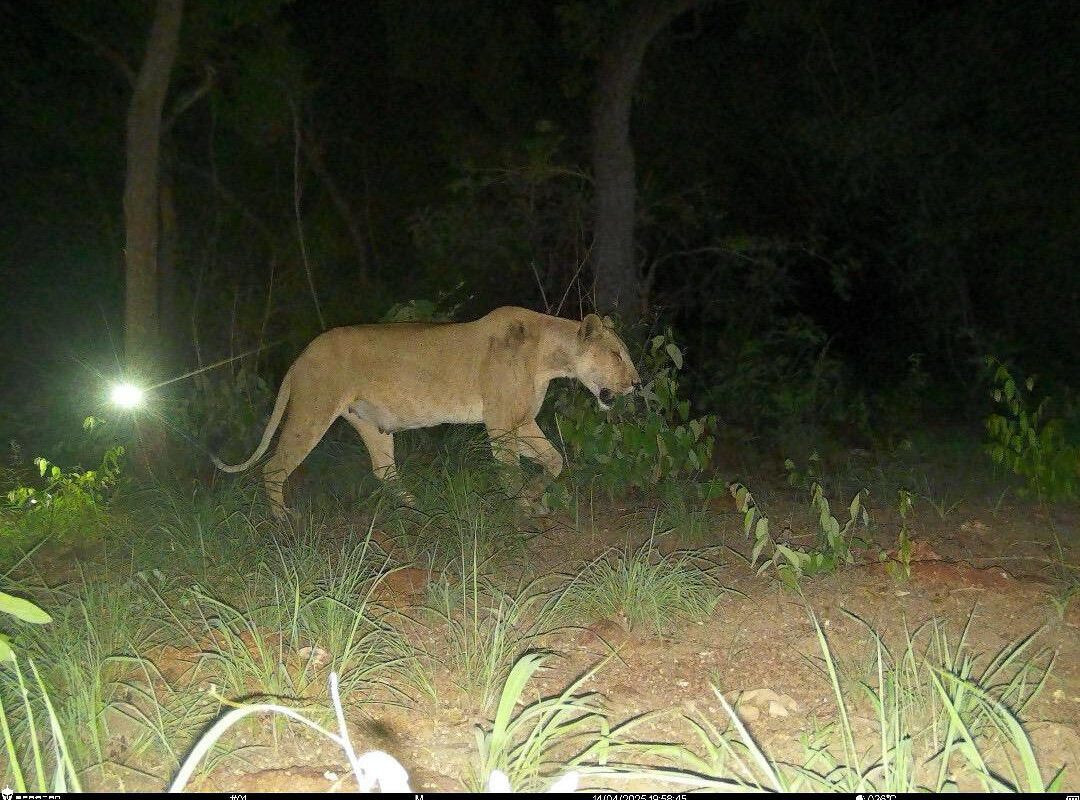 Lioness sighting in Central African Republic a ‘hopeful sign’ for northern subspecies