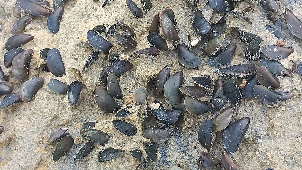 As fast-spreading mussel sweeps across Asia, Sri Lanka faces new invasive threat