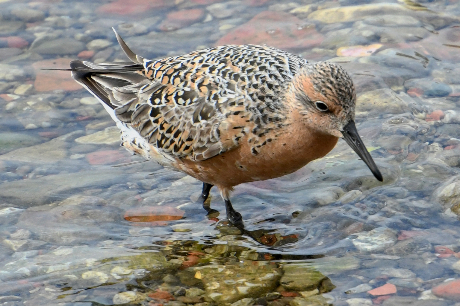A red knot (Calidrus canutus)