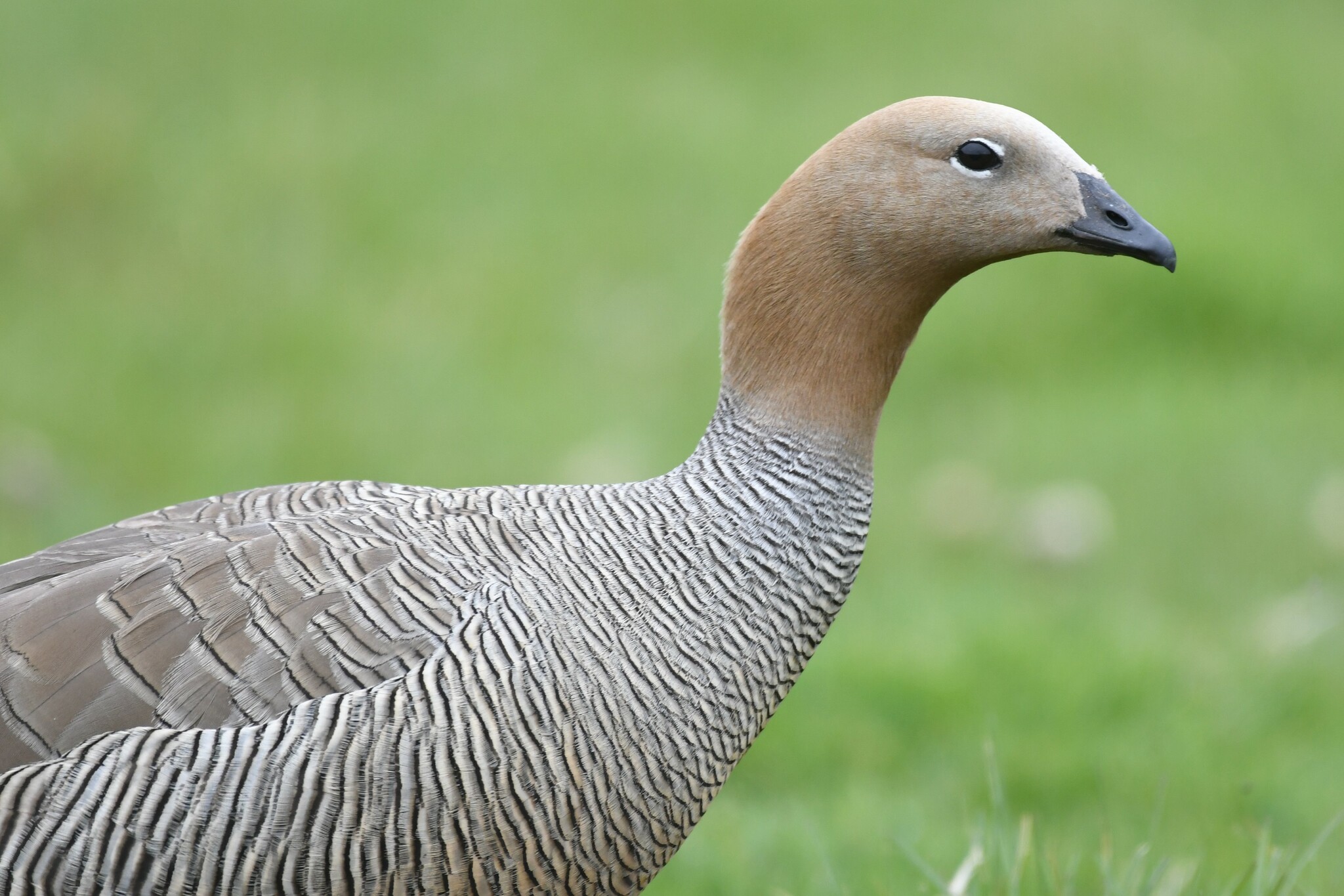 A Ruddy-headed Goose (Chloephaga rubidiceps).