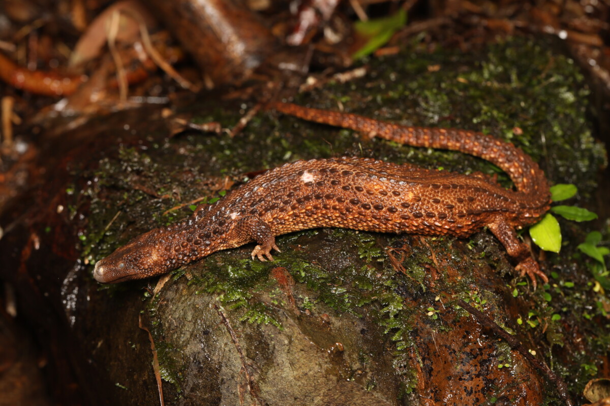 US proposes threatened listing for widely trafficked Borneo earless monitor