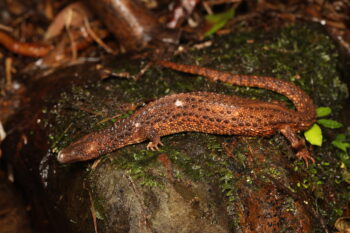 Borneo earless monitor. Image by Vojtěch Víta via iNaturalist (CC BY-NC 4.0)