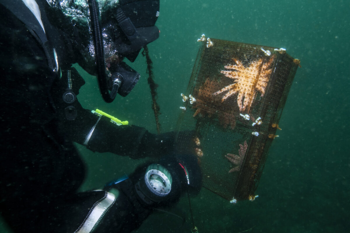 With sunflower sea star numbers so low, learning how to breed and raise them in captivity