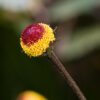 A flowering shoot of jambu.