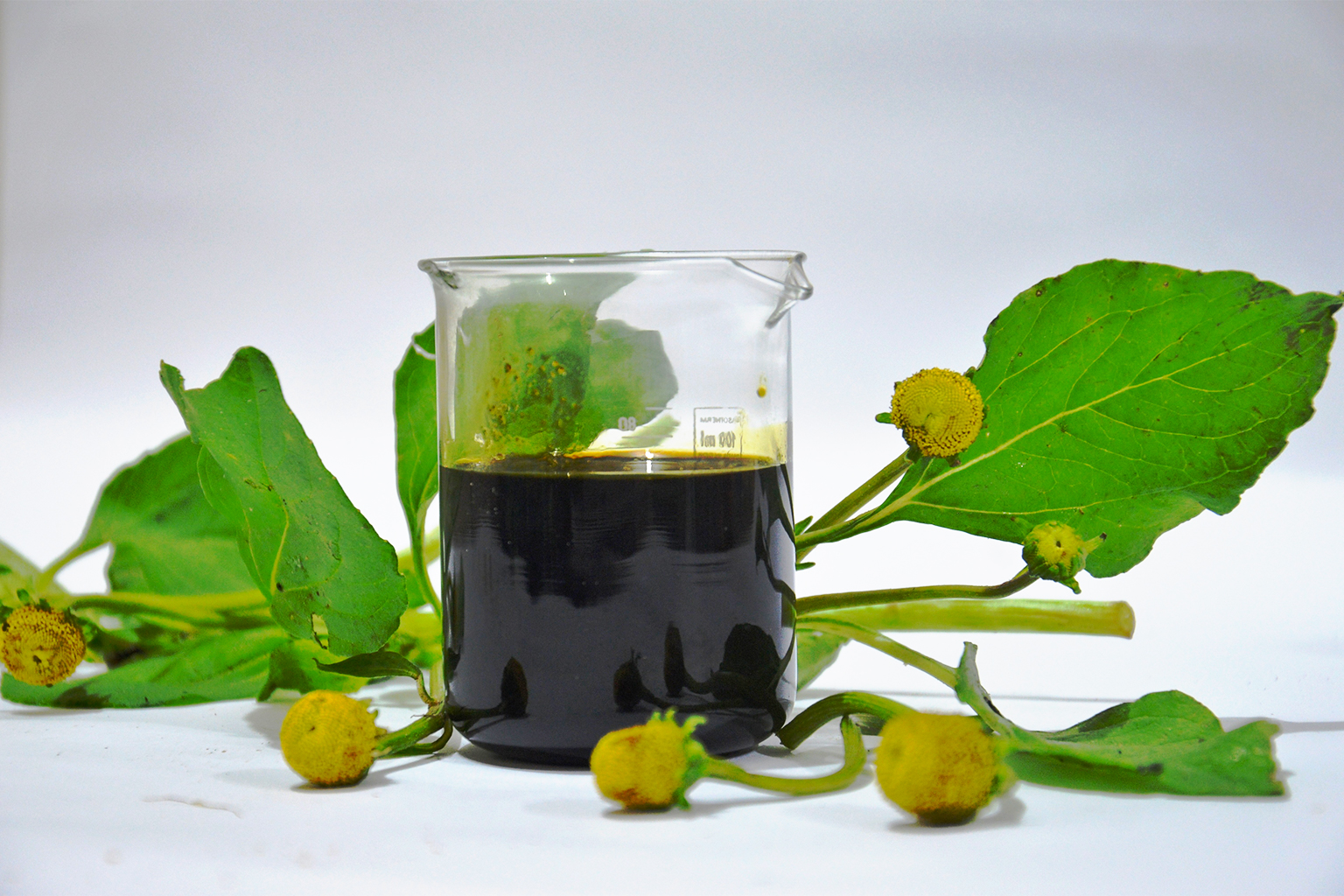 Jambu oil