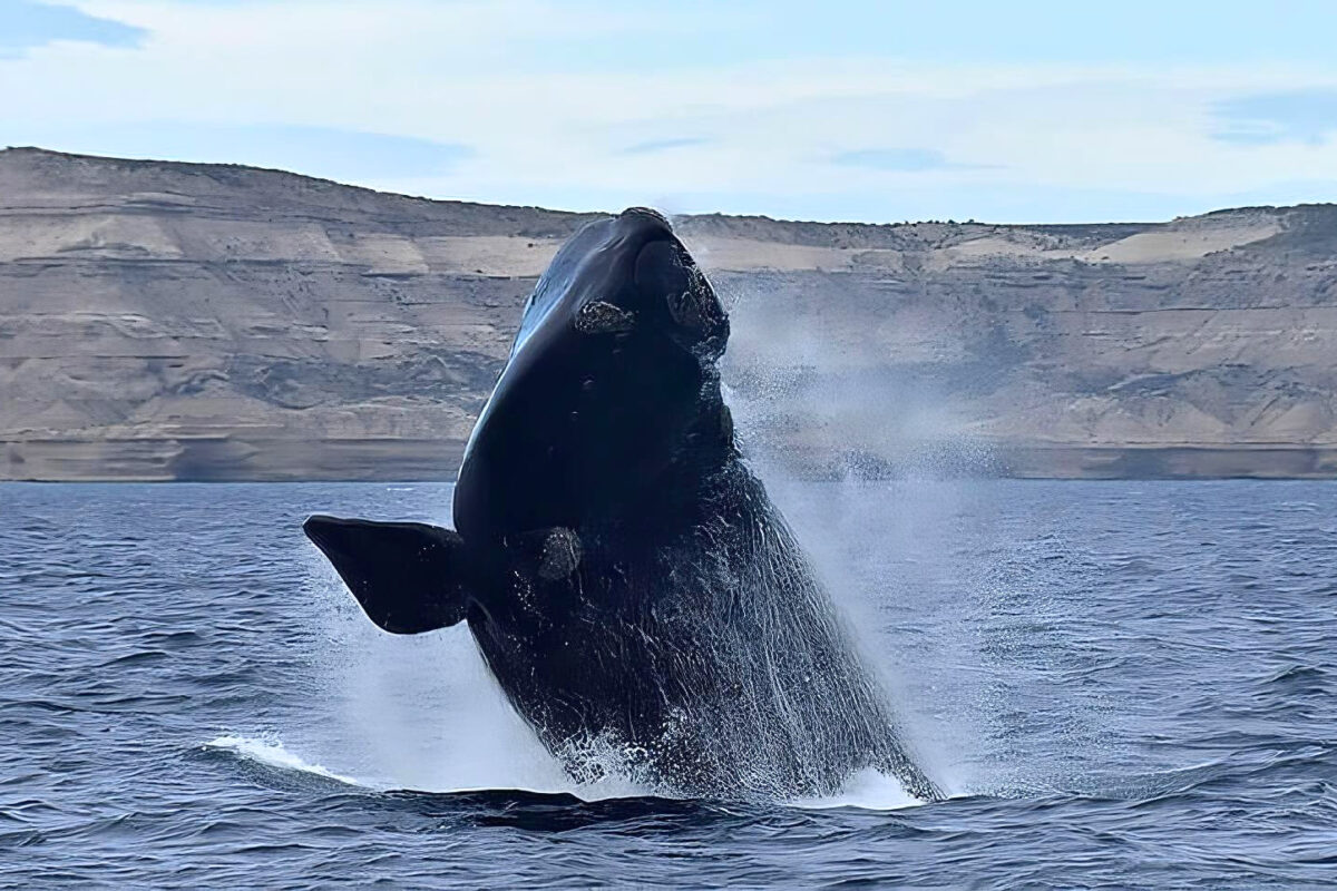 Argentina pushes pipeline exports through protected Patagonian waters
