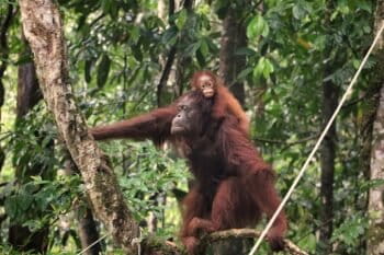 Banner image of an adult and baby orangutan at Betung Kerihun National Park in Indonesian Borneo, by Sabar Minsyah via Wikimedia Commons (CC BY-SA 4.0).