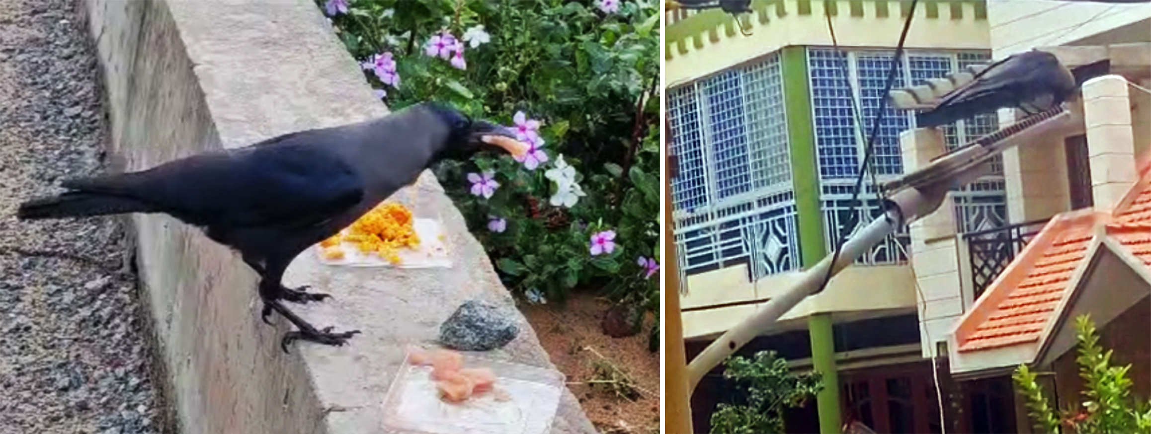 Are crows really street smart? Science confirms the genius of corvids (commentary) 3 (Left) A house crow skillfully accessing its preferred food item, demonstrating problem-solving behavior. (Right) A crow retrieves a cached piece of meat, an example of food-hoarding behavior