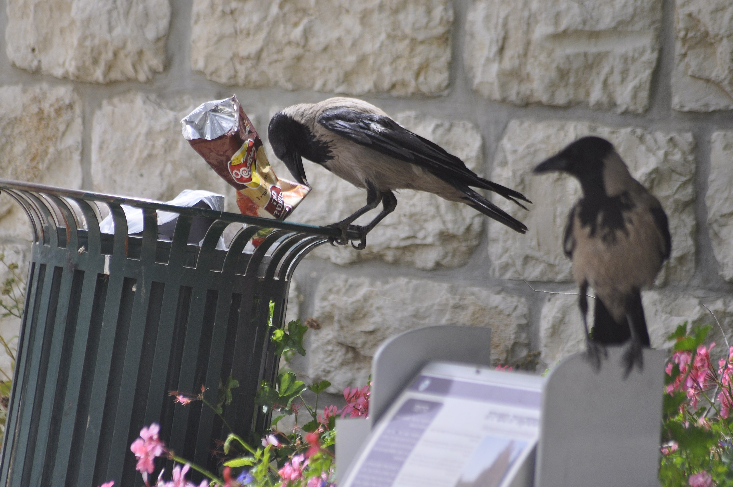 Are crows really street smart? Science confirms the genius of corvids (commentary) 2 Crows feeding on novel anthropogenic snack from plastic packaging.