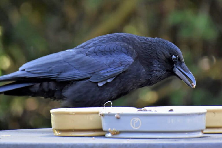 A jackdaw feeds from various bowls containing food.