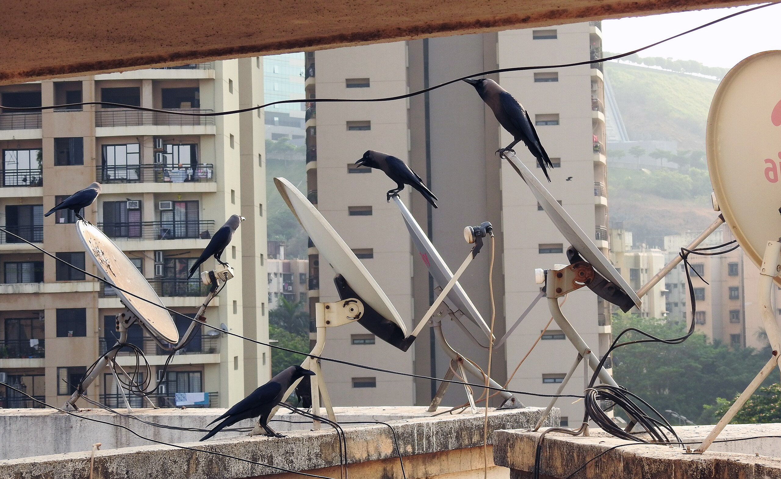 Are crows really street smart? Science confirms the genius of corvids (commentary) 4 A murder of crows in Mumbai, India.