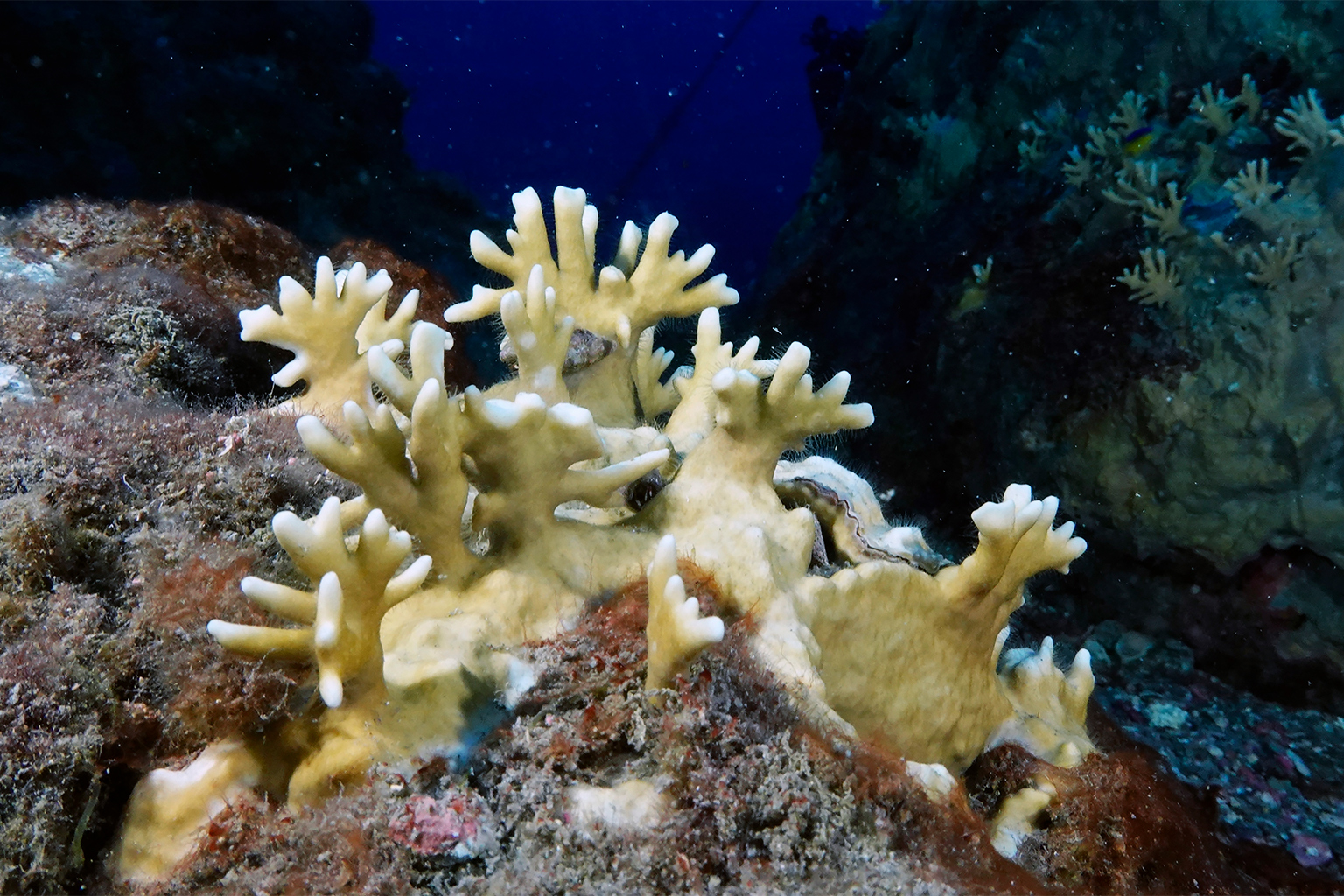 Belize project seeks out heat-resilient corals to protect its reefs 2 Bleaching happens when corals expel their symbiotic algae in response to stress.