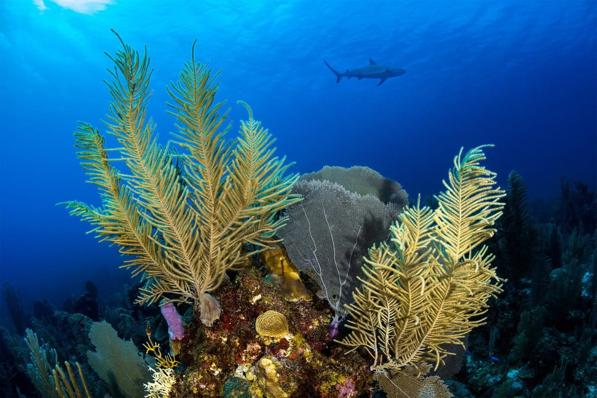 Belize project seeks out heat-resilient corals to protect its reefs
