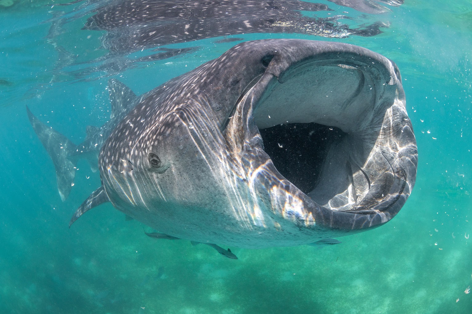 A whale shark in the Philippines.