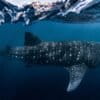 A whale shark near Ningaloo Reef off western Australia.
