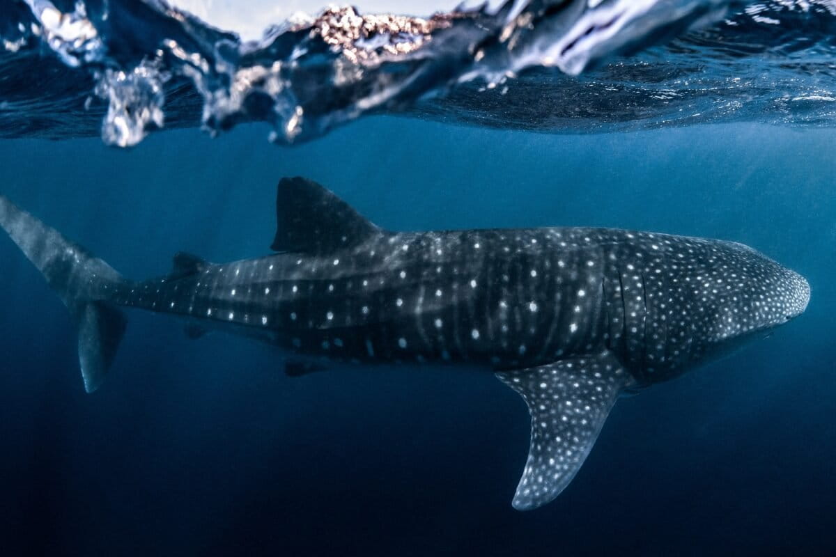 Whale shark hotspot discovered along the Great Barrier Reef