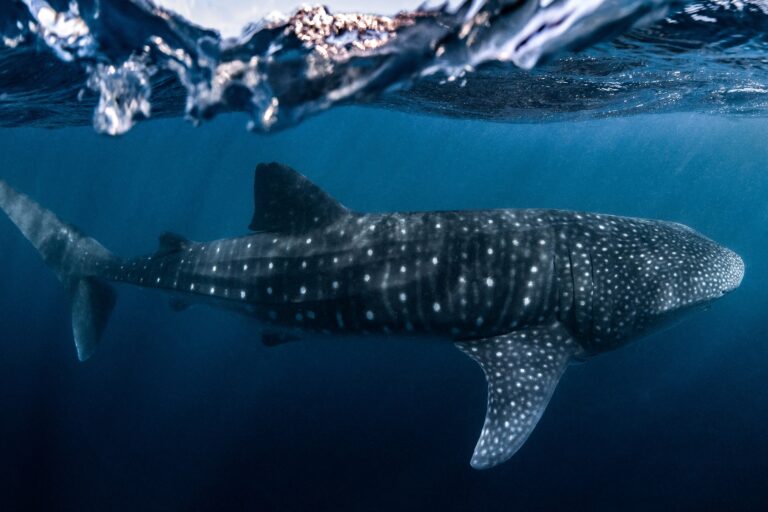 A whale shark near Ningaloo Reef off western Australia.