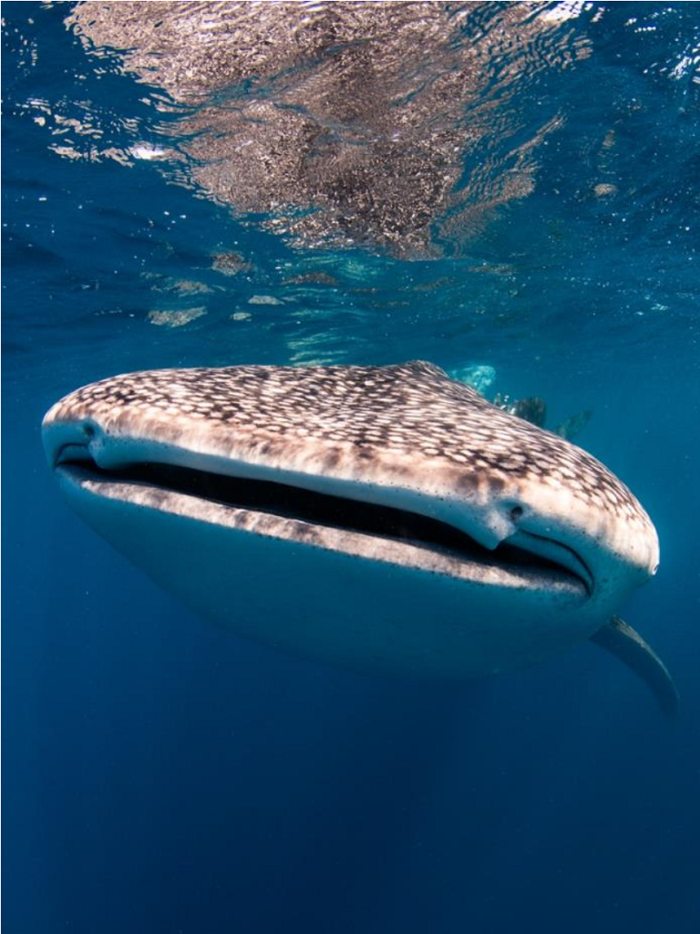 A whale shark in Wreck Bay.
