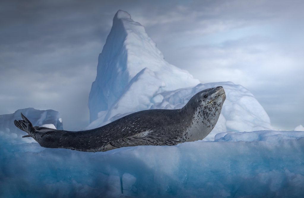 Leopard seals sing songs similar to nursery rhymes, study 2 A leopard seal on an iceberg