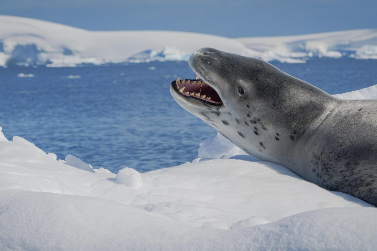 Leopard seals sing songs similar to nursery rhymes, study