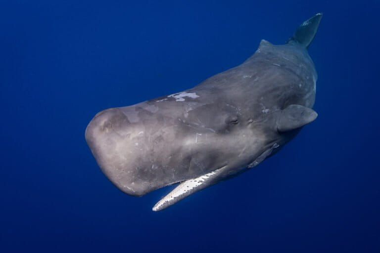 A sperm whale.