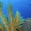 Sea fans in a coral reef in San Pedro, Belize. Image by Fabrice Dudenhofer / Ocean Image Bank.